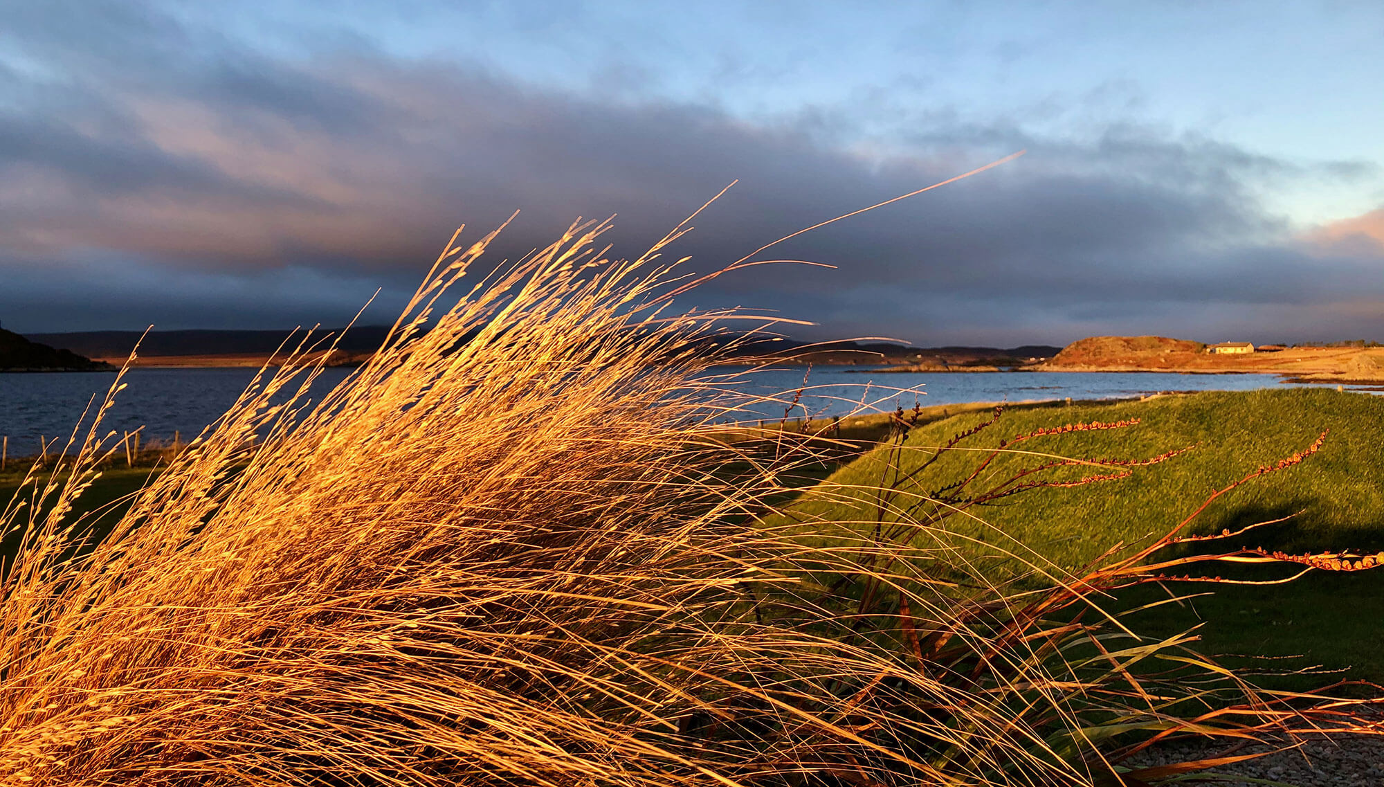 Beach grass with golden light